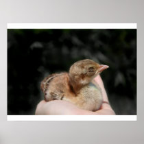 Peacock baby chick in hand print