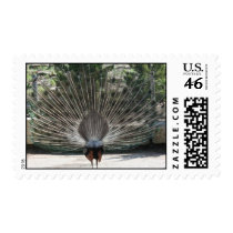 Peacock Backside View Stamps