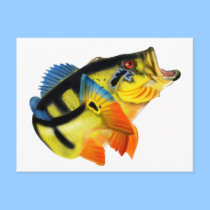 Peacock Bass 3 postcards