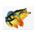 Peacock Bass 3 postcards