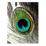 Peacock Beautiful Green Bird Animal Royal Luxury S Postcards