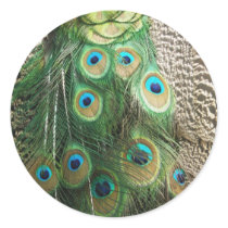 Peacock Beauty - stickers by mmersdesign Peacock Beauty - stickers