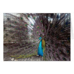 peacock big feathers card