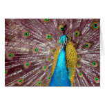 peacock bird blue card