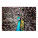 peacock bird feathers card