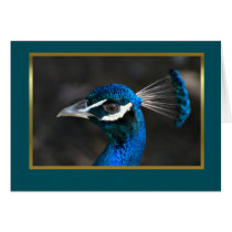 Peacock blank card for any event or occscasion