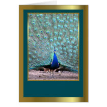 Peacock blank card for any event or occscasion