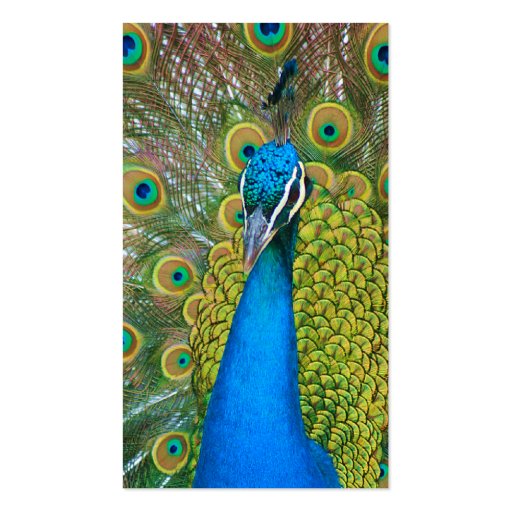 Peacock Blue Head with and Colorful Tail Feathers Business Card