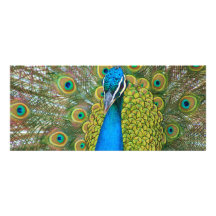 Peacock Blue Head with and Colorful Tail Feathers Custom Invitations