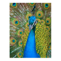 Peacock Blue Head with and Colorful Tail Feathers Post Cards