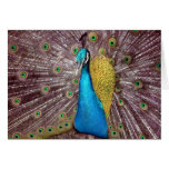 peacock body blue cards