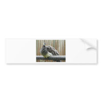 peacock bumper sticker