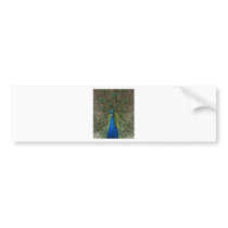 peacock bumper stickers