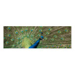 Peacock Business Card Templates
