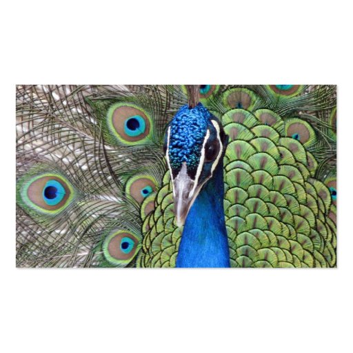 Peacock Business Card (back side)