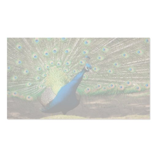 Peacock Business Cards (back side)