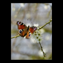 Peacock Butterfly - Butterfly On Hawthorn Flower - posters