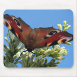 Peacock - Butterfly mousepad