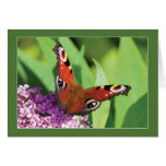 Peacock Butterfly on Buddleia Blank Greeting Card cards