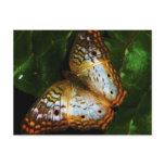 peacock butterfly post card