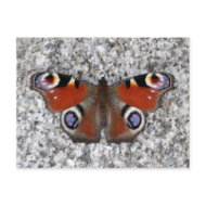 Peacock butterfly postcard postcard