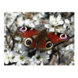 Peacock Butterfly Postcard postcards