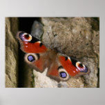 Peacock Butterfly Print