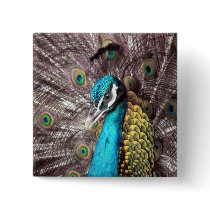 peacock pinback buttons