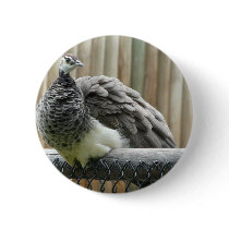 peacock pins