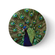 Peacock buttons by animalworld Peacock buttons
