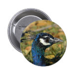 Peacock Button