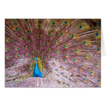 Peacock Card
