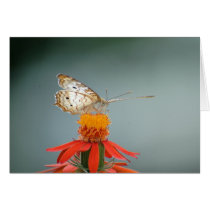 Peacock cards by OrphieG Peacock cards