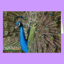 Peacock Card