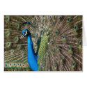 Peacock Card