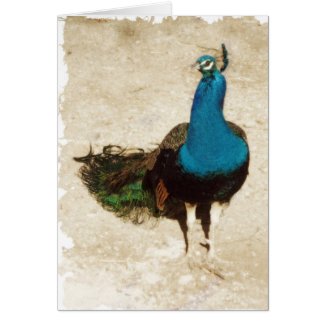 Peacock Card card