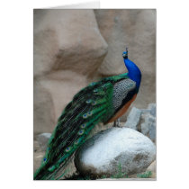 Peacock cards