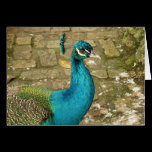 Peacock Card