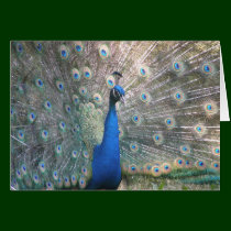 Peacock Card