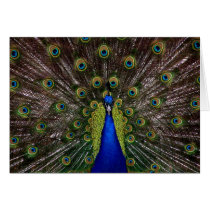 Peacock cards