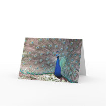 Peacock cards by KiraDott Peacock cards