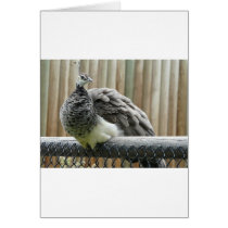peacock greeting cards