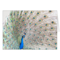 Peacock Card