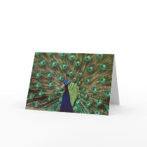 Peacock cards by animalworld Peacock cards