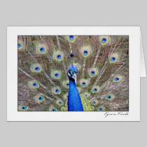 Peacock cards