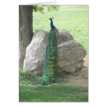 Peacock cards