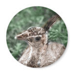 Peacock chick sitting in green grass looking up refrigerator magnets