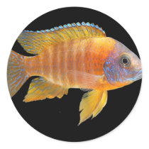 Peacock Cichlid Stickers