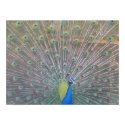 Peacock (close up) posters by Stronsy Peacock (close up) posters