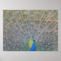 Peacock (close up) posters
